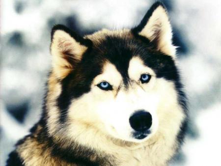 Loup